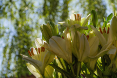 x_P2260537-Verbessert-RR